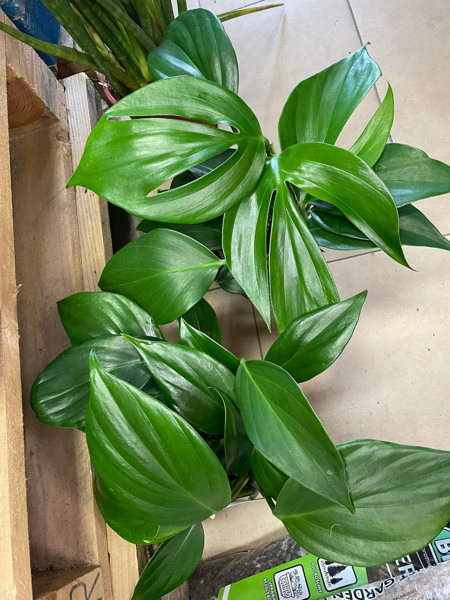 Rhaphidophora Decursiva - View 6 from www redcrocus com