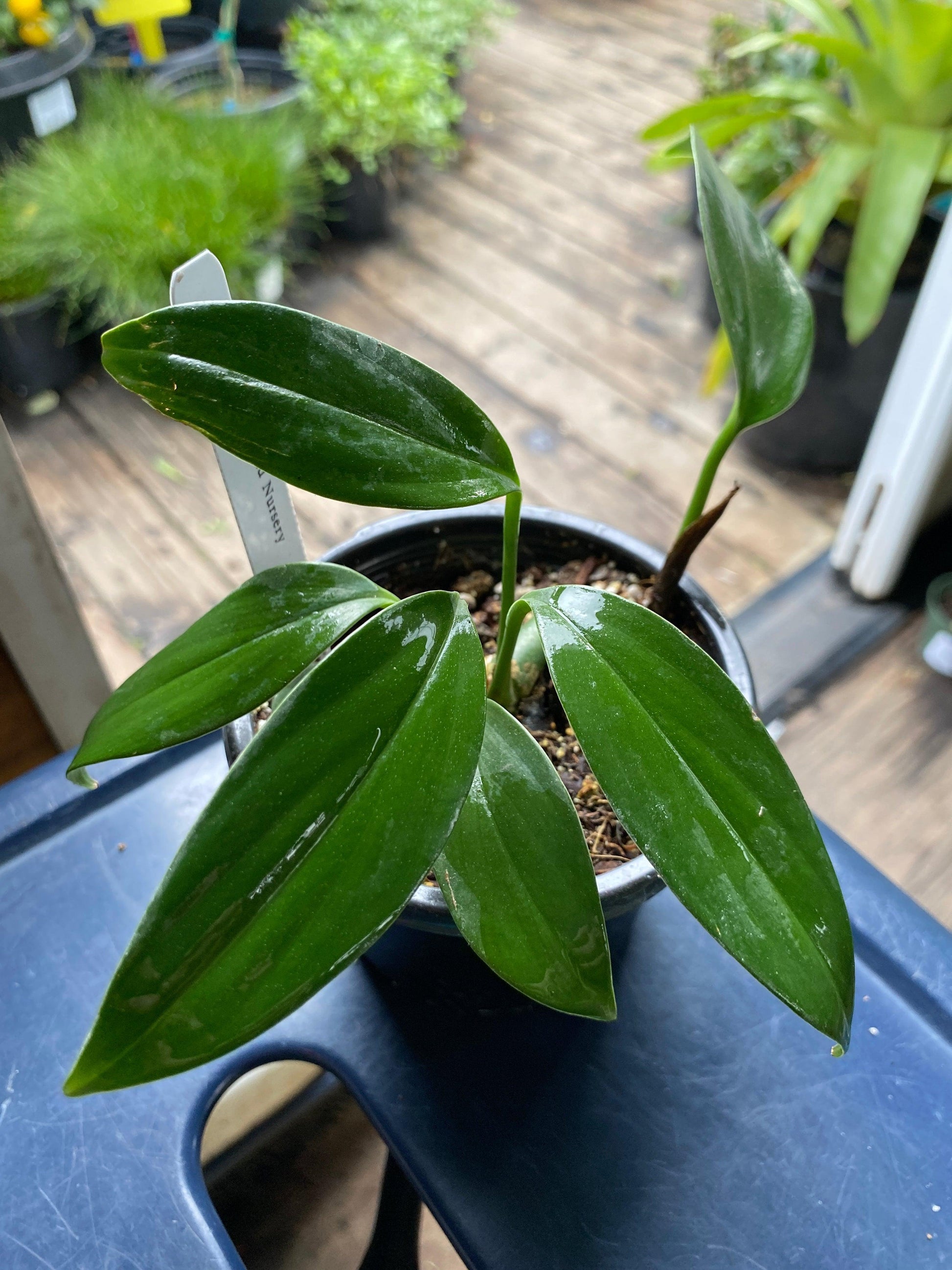 Rhaphidophora Decursiva - View 7 from www redcrocus com