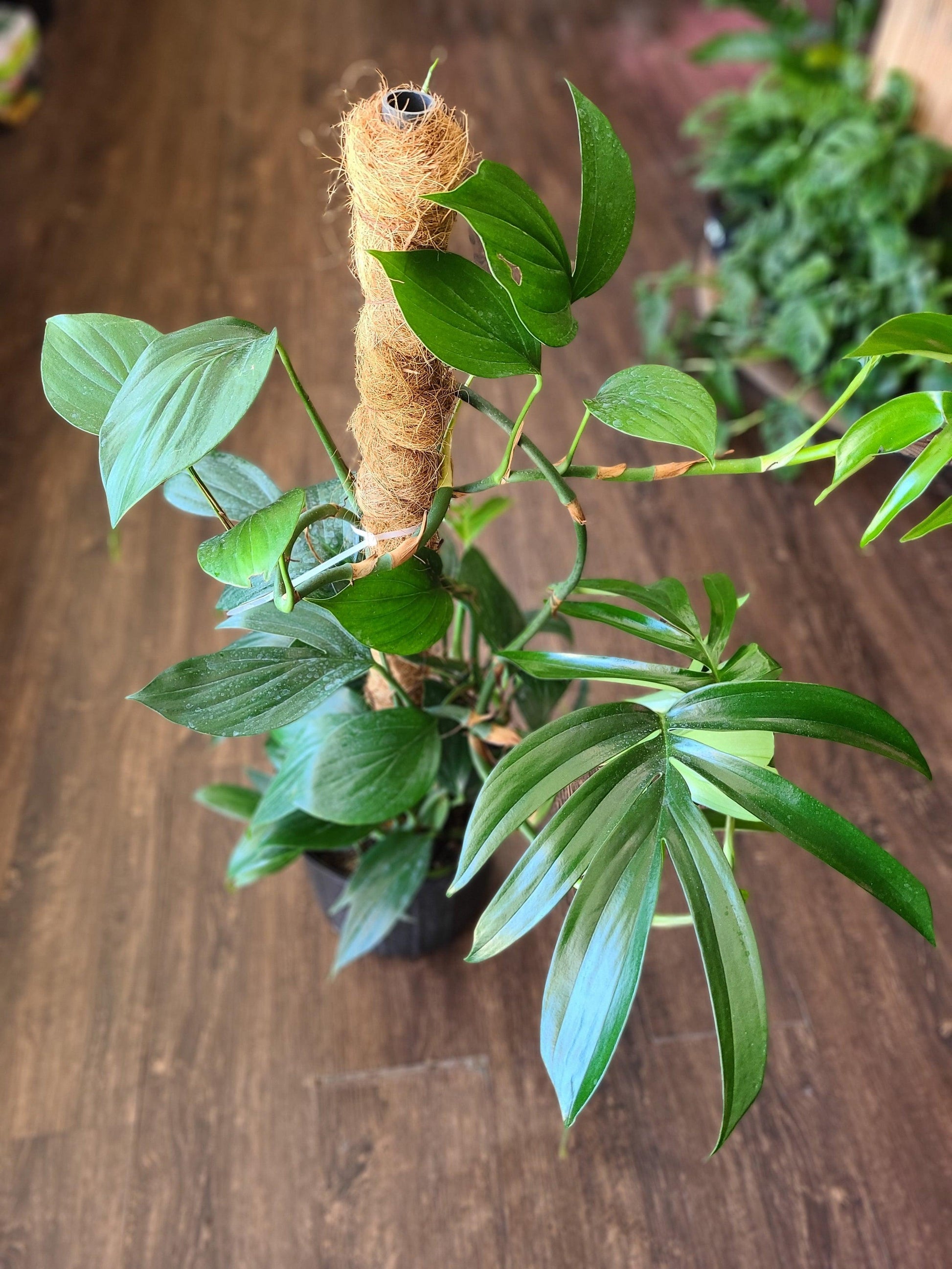 Rhaphidophora Decursiva - View 9 from www redcrocus com