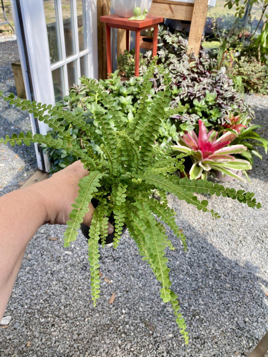 Fern Nephrolepis Cordifolia Lemon Button - View 10 from www redcrocus com