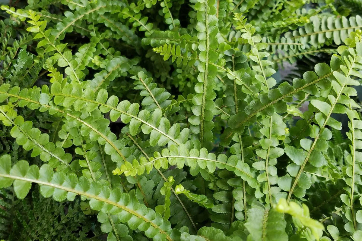 Fern Nephrolepis Cordifolia Lemon Button - View 11 from www redcrocus com