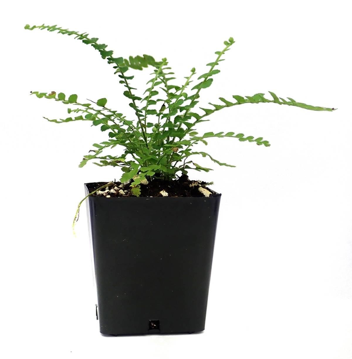 Fern Nephrolepis Cordifolia Lemon Button - View 15 from www redcrocus com