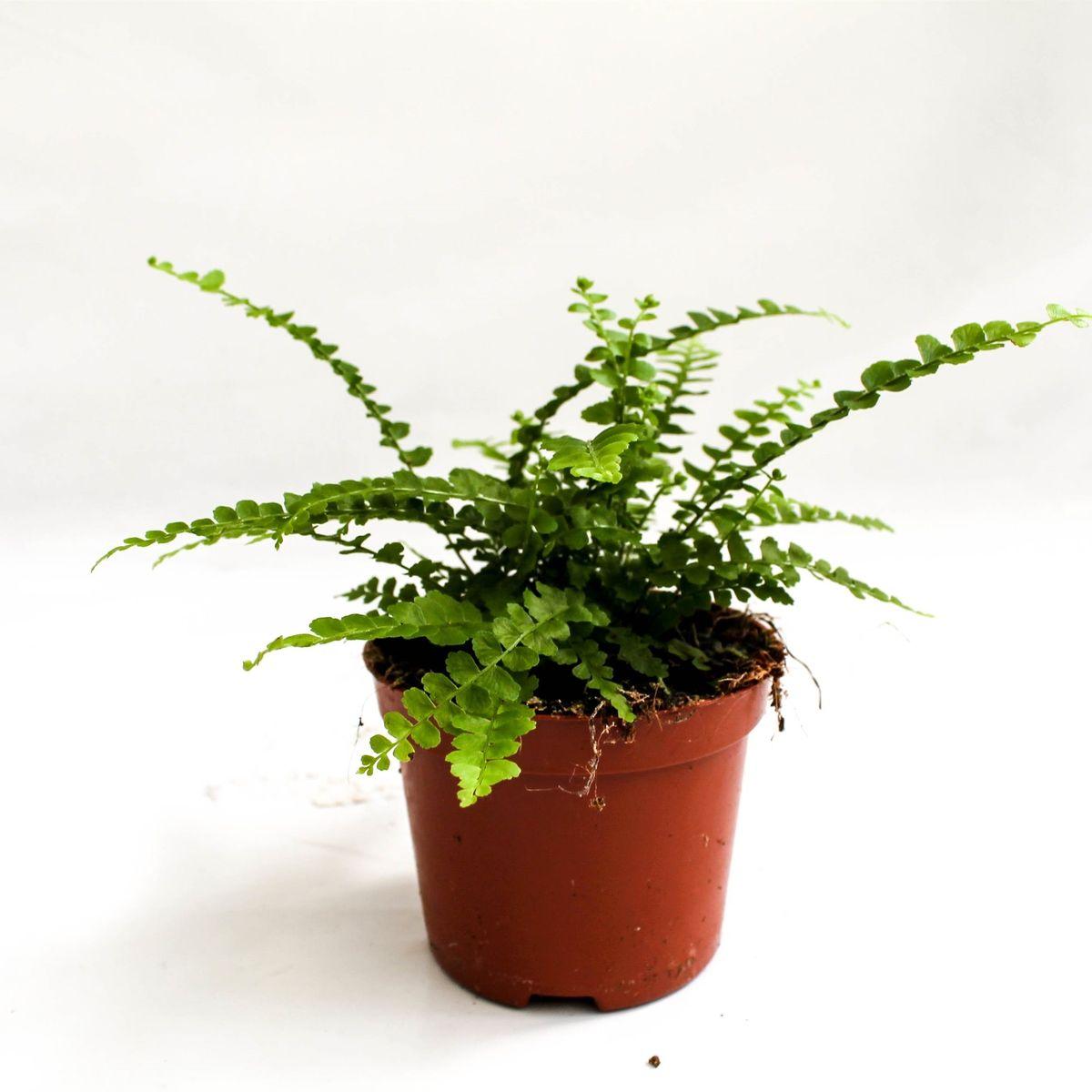 Fern Nephrolepis Cordifolia Lemon Button - View 16 from www redcrocus com