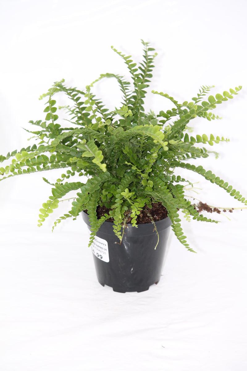 Fern Nephrolepis Cordifolia Lemon Button - View 18 from www redcrocus com