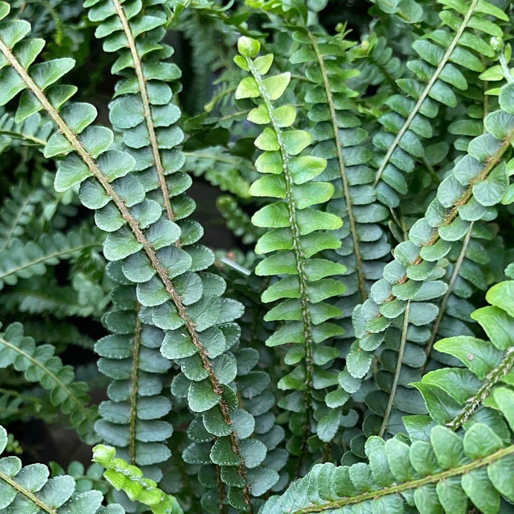Fern Nephrolepis Cordifolia Lemon Button - View 1 from www redcrocus com