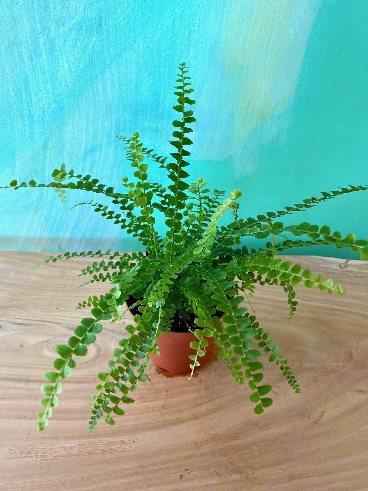 Fern Nephrolepis Cordifolia Lemon Button - View 4 from www redcrocus com