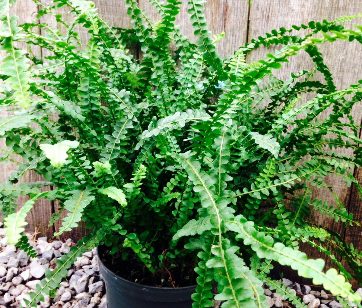 Fern Nephrolepis Cordifolia Lemon Button - View 5 from www redcrocus com