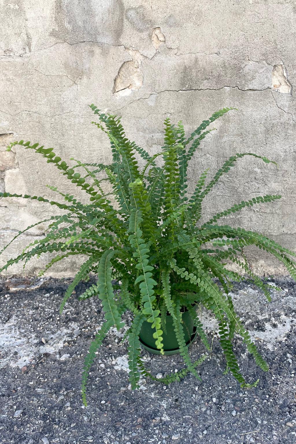 Fern Nephrolepis Cordifolia Lemon Button - View 8 from www redcrocus com