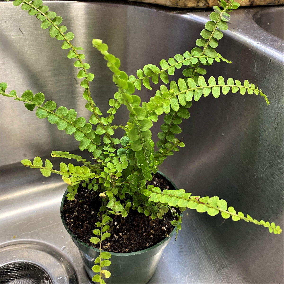 Fern Nephrolepis Cordifolia Lemon Button - View 9 from www redcrocus com
