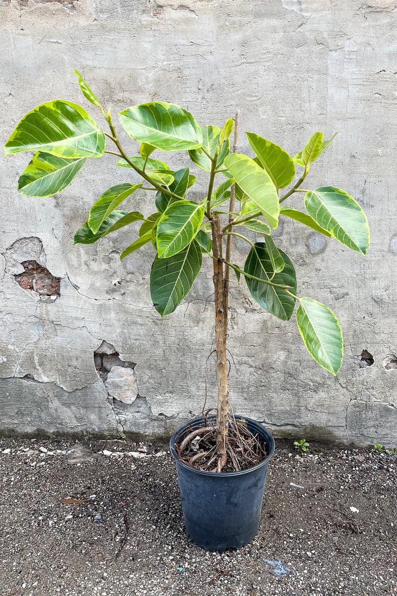 Ficus Altissima Assorted Standard - View 10 from www redcrocus com