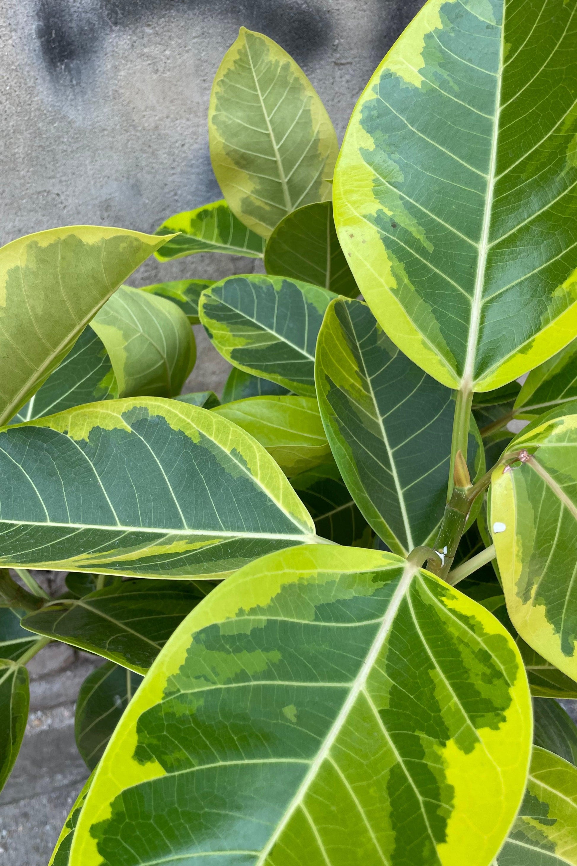 Ficus Altissima Assorted Standard - View 11 from www redcrocus com