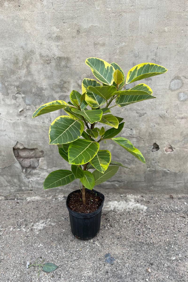 Ficus Altissima Assorted Standard - View 13 from www redcrocus com