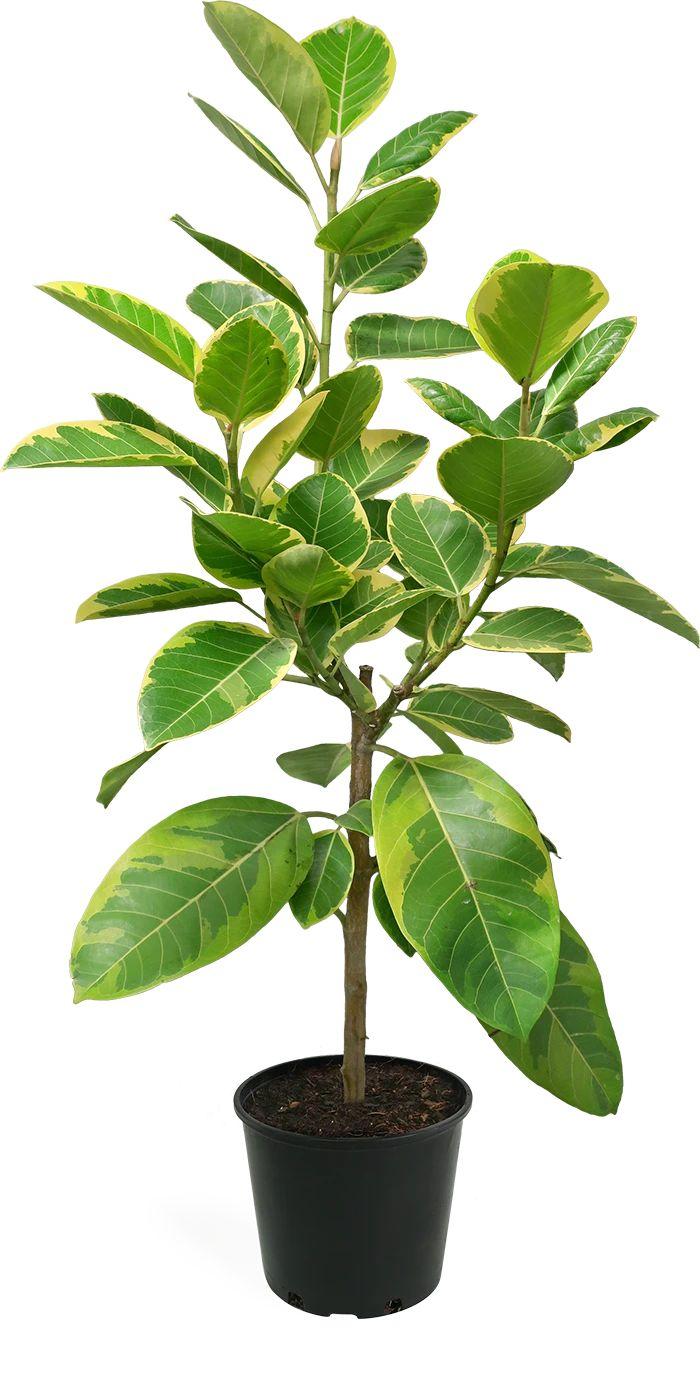 Ficus Altissima Assorted Standard - View 14 from www redcrocus com