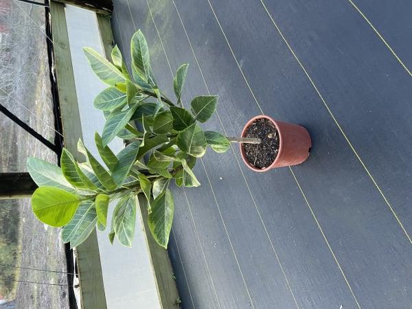 Ficus Altissima Assorted Standard - View 15 from www redcrocus com