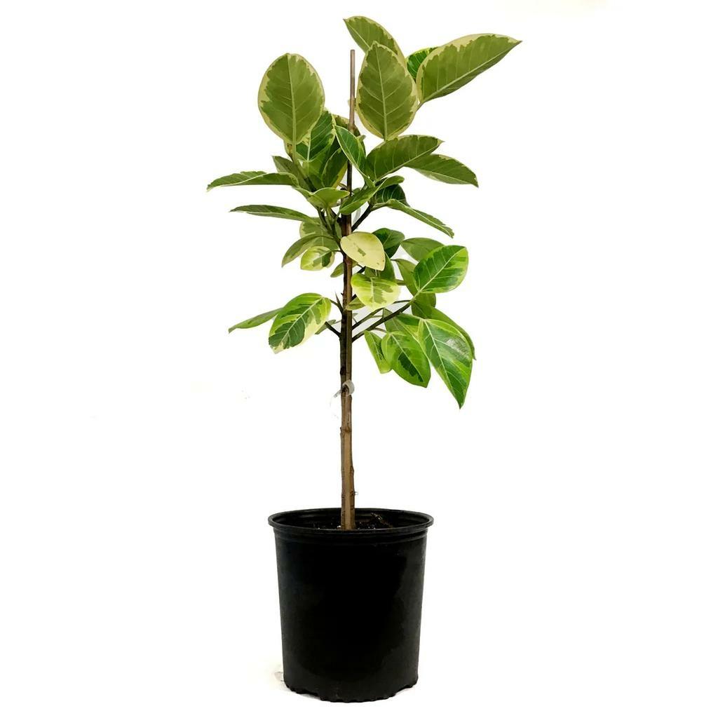 Ficus Altissima Assorted Standard - View 16 from www redcrocus com