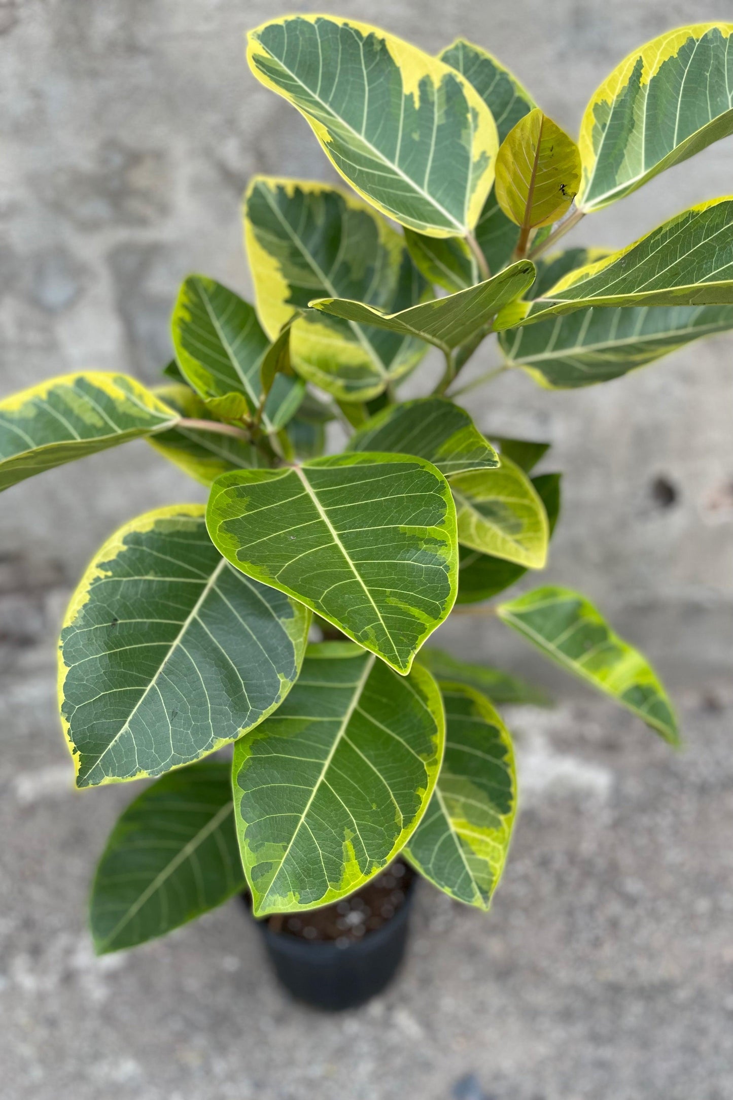 Ficus Altissima Assorted Standard - View 17 from www redcrocus com