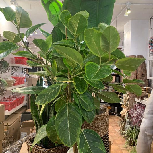 Ficus Altissima Assorted Standard - View 1 from www redcrocus com