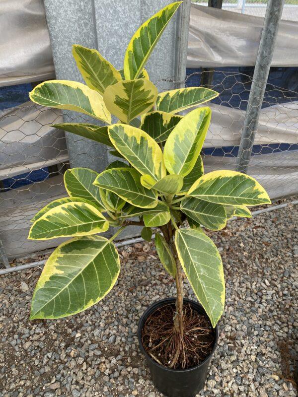 Ficus Altissima Assorted Standard - View 2 from www redcrocus com