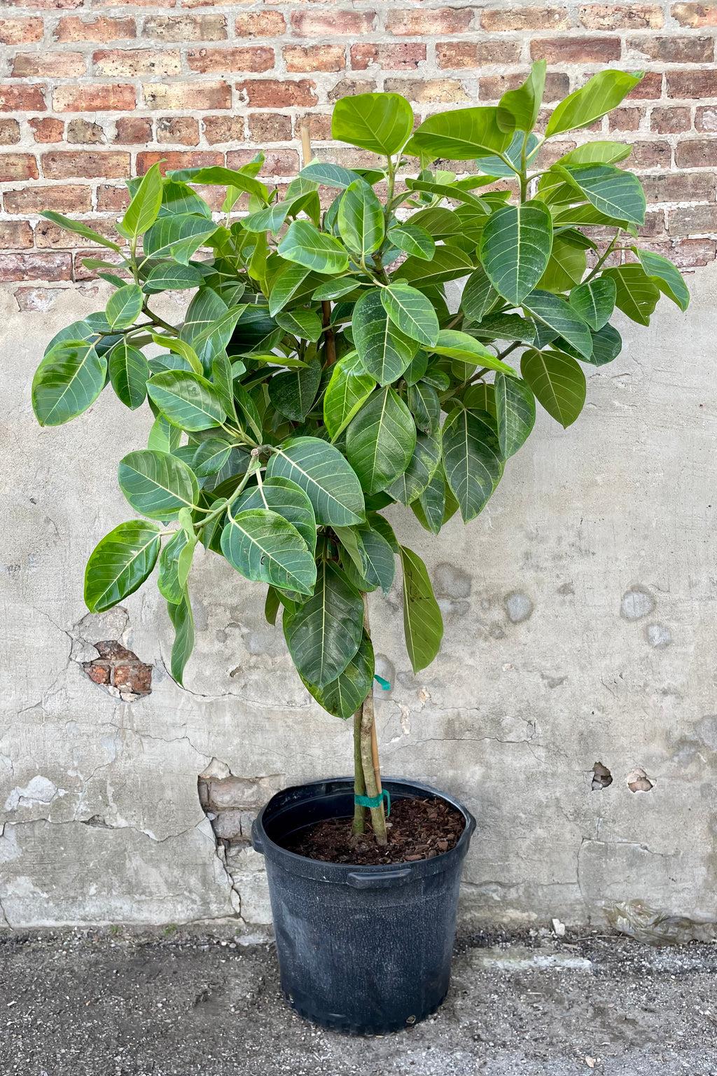 Ficus Altissima Assorted Standard - View 3 from www redcrocus com