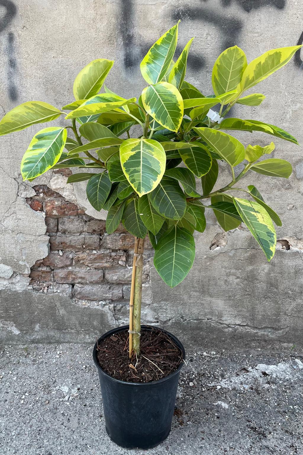 Ficus Altissima Assorted Standard - View 4 from www redcrocus com