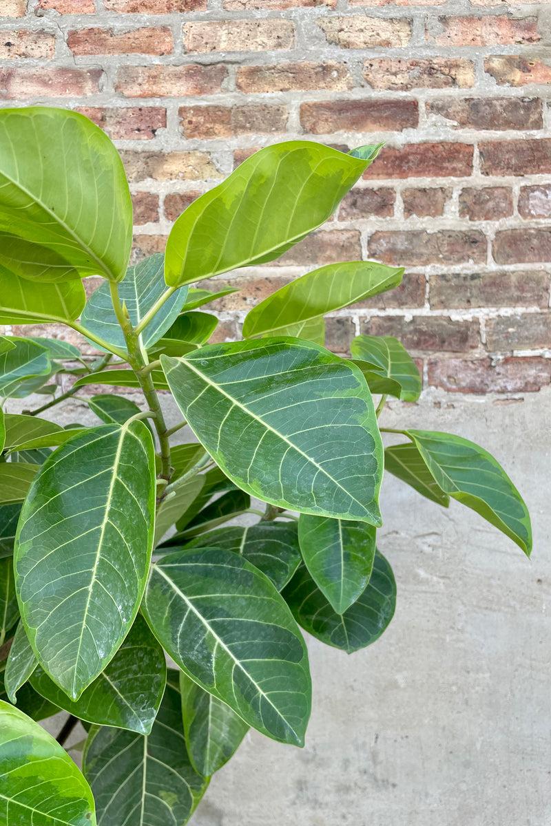 Ficus Altissima Assorted Standard - View 5 from www redcrocus com
