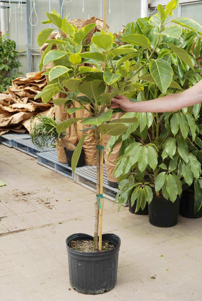 Ficus Altissima Assorted Standard - View 6 from www redcrocus com