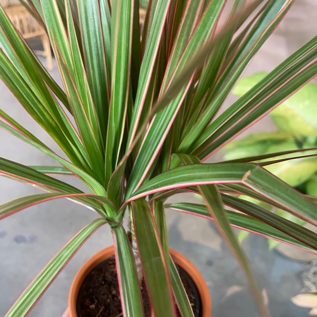 Dracaena Marginata 'bicolor' - View 16 from www redcrocus com