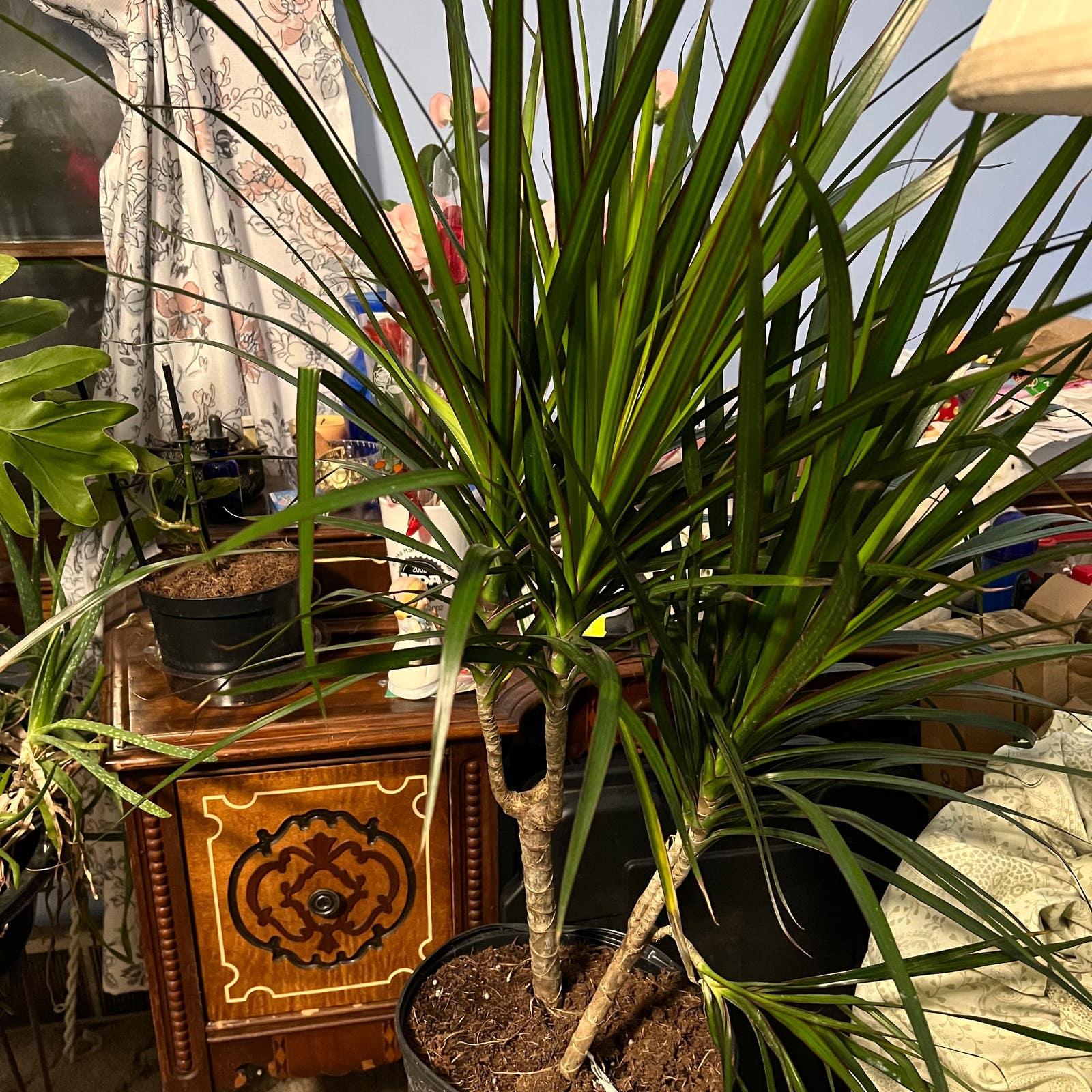 Dracaena Marginata 'bicolor' - View 19 from www redcrocus com