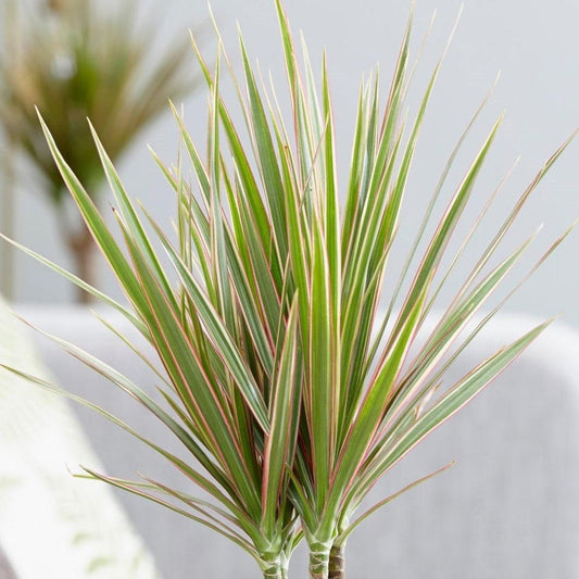 Dracaena Marginata 'bicolor' - View 1 from www redcrocus com