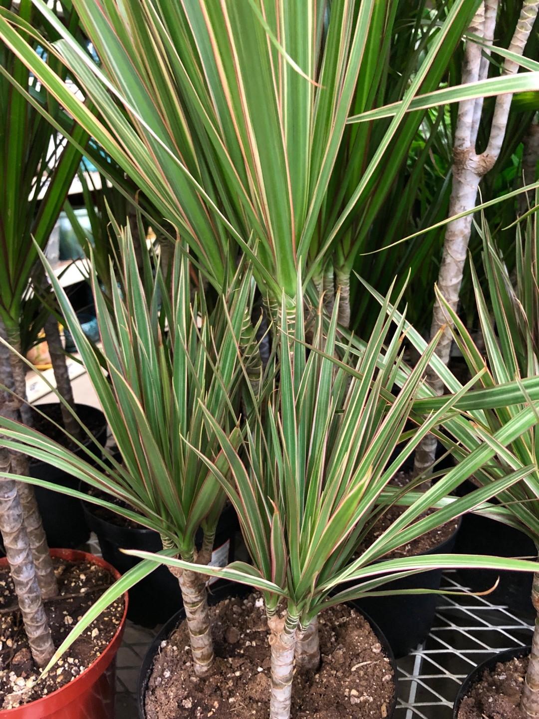 Dracaena Marginata 'bicolor' - View 2 from www redcrocus com