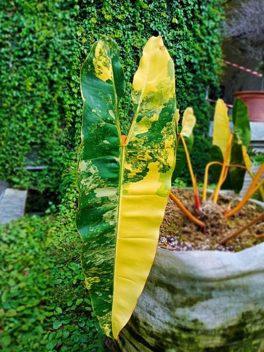 Philodendron Billietiae - View 10 from www redcrocus com