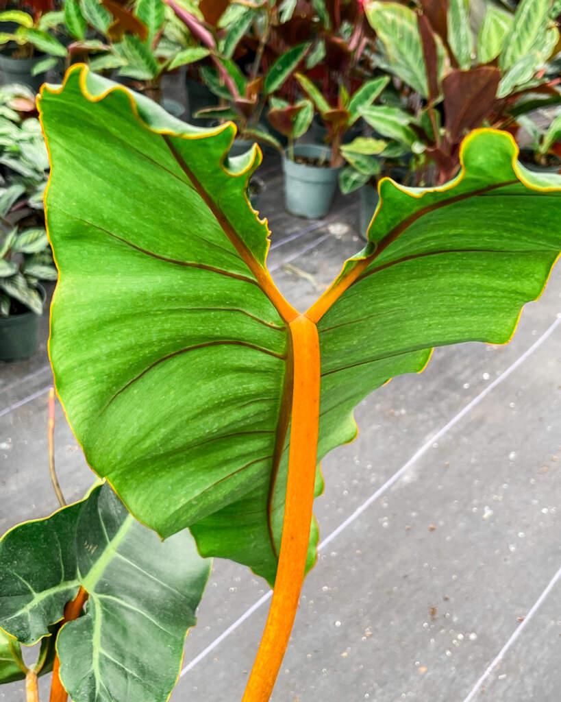 Philodendron Billietiae - View 14 from www redcrocus com