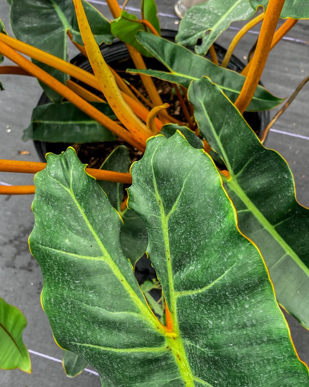 Philodendron Billietiae - View 16 from www redcrocus com