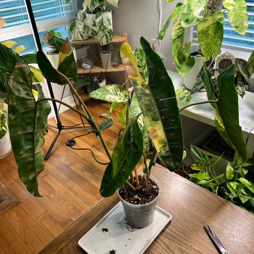 Philodendron Billietiae - View 17 from www redcrocus com