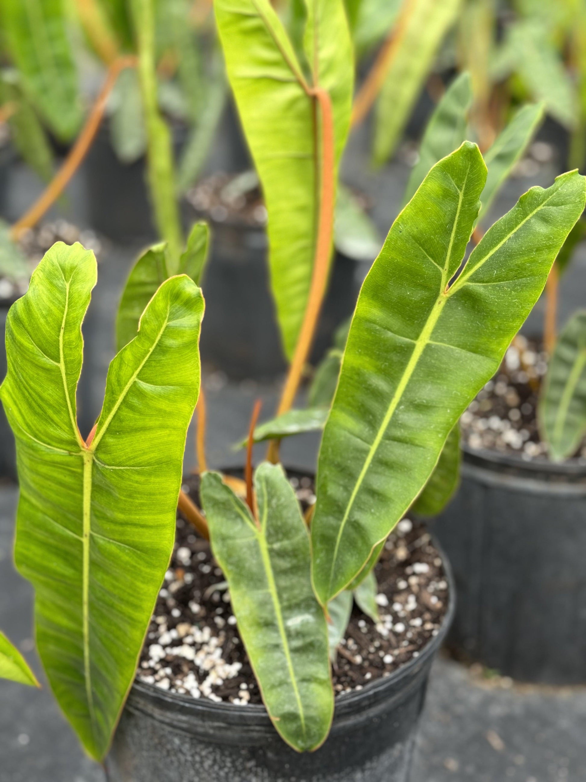 Philodendron Billietiae - View 19 from www redcrocus com