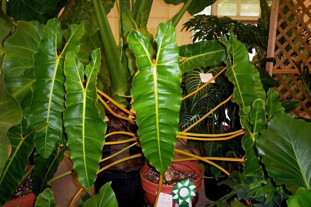 Philodendron Billietiae - View 2 from www redcrocus com