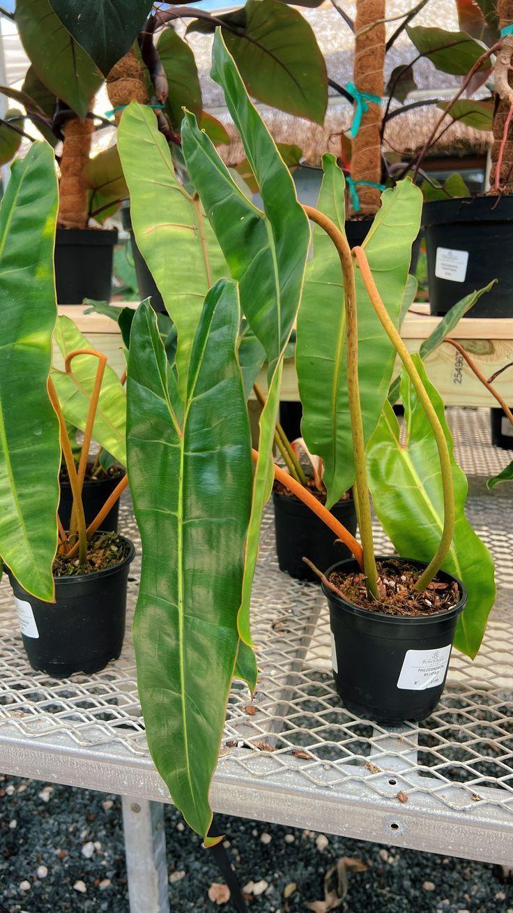 Philodendron Billietiae - View 3 from www redcrocus com