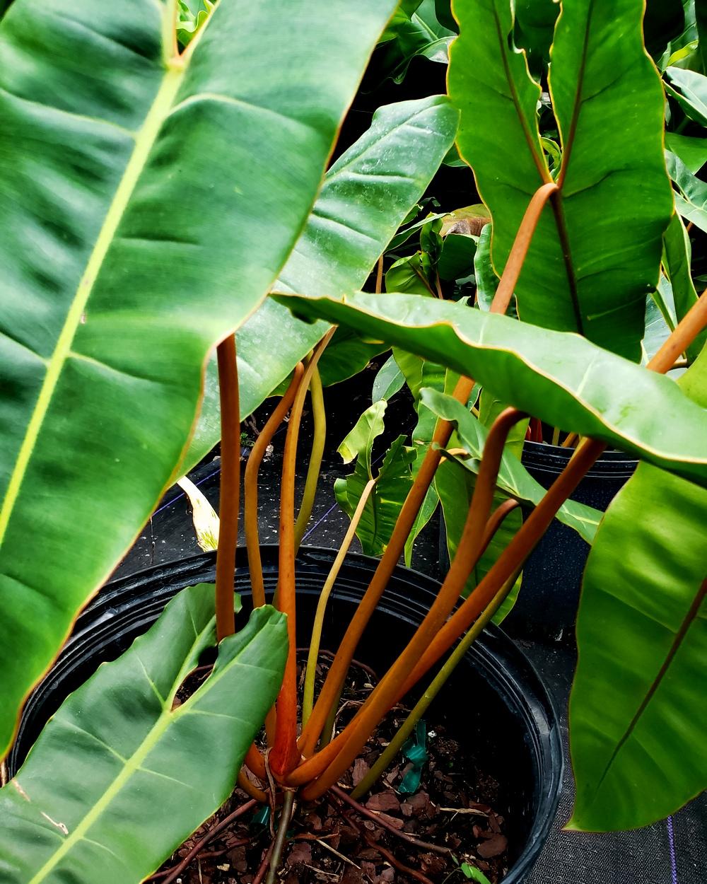 Philodendron Billietiae - View 4 from www redcrocus com