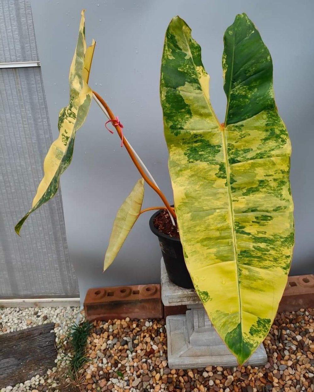 Philodendron Billietiae - View 9 from www redcrocus com
