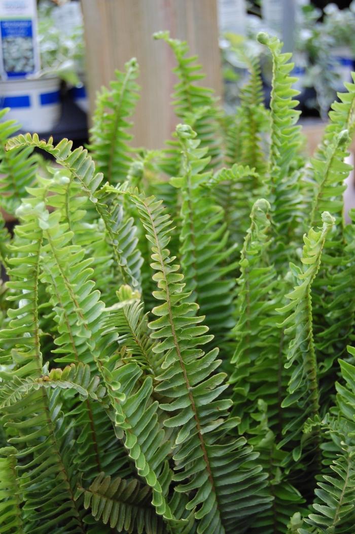 Fern, Nephrolepis Obliterata (kimberly Fern) - View 7 from www redcrocus com