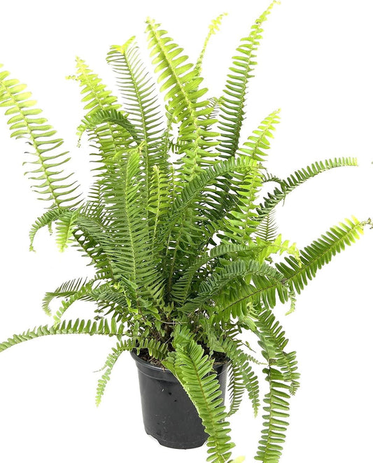 Fern Nephrolepis Obliterata (kimberly Fern) - View 10 from www redcrocus com