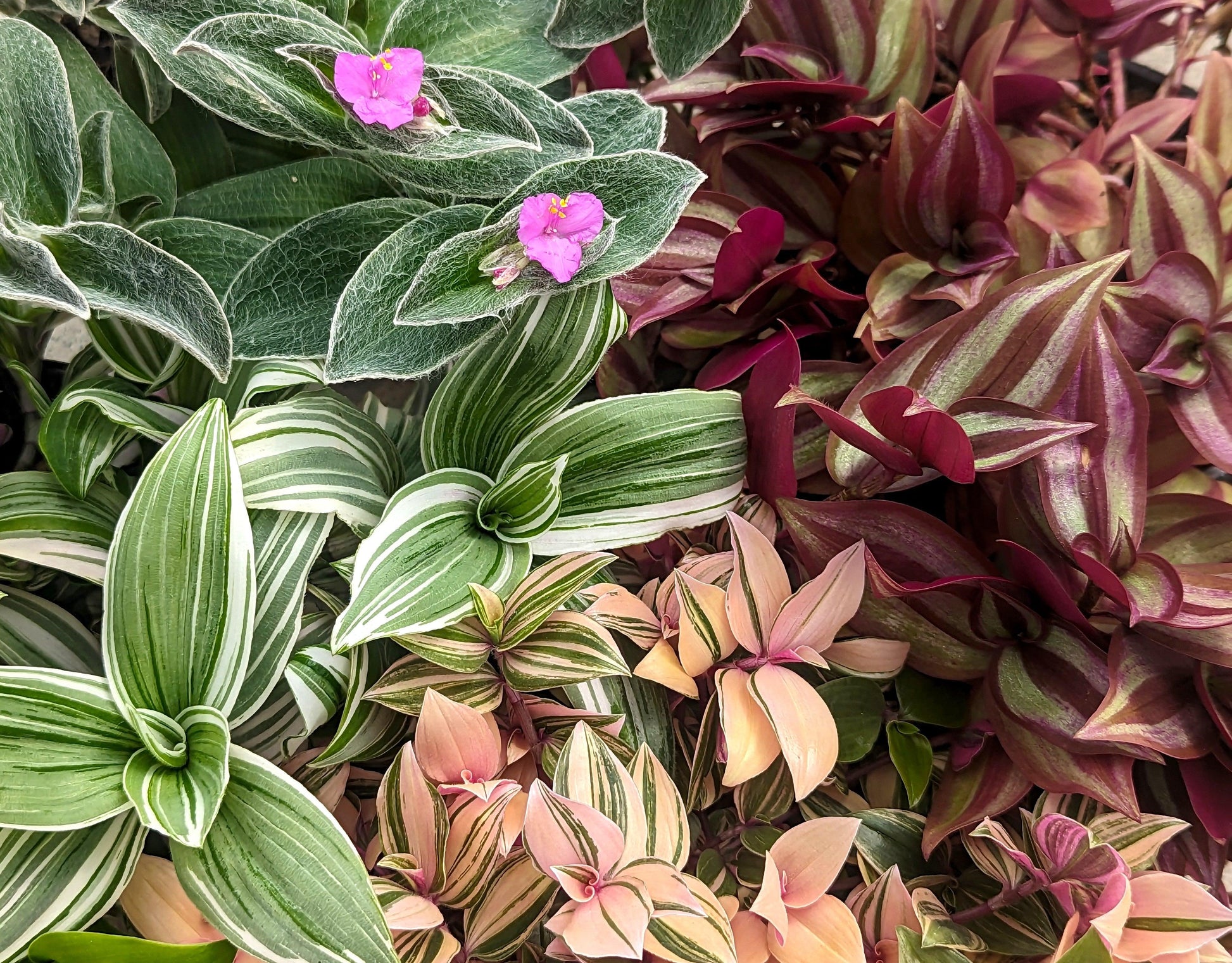 Tradescantia, Assorted - View 10 from www redcrocus com