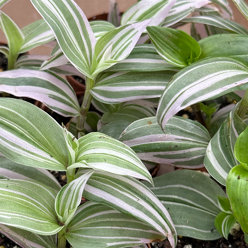Tradescantia, Assorted - View 13 from www redcrocus com