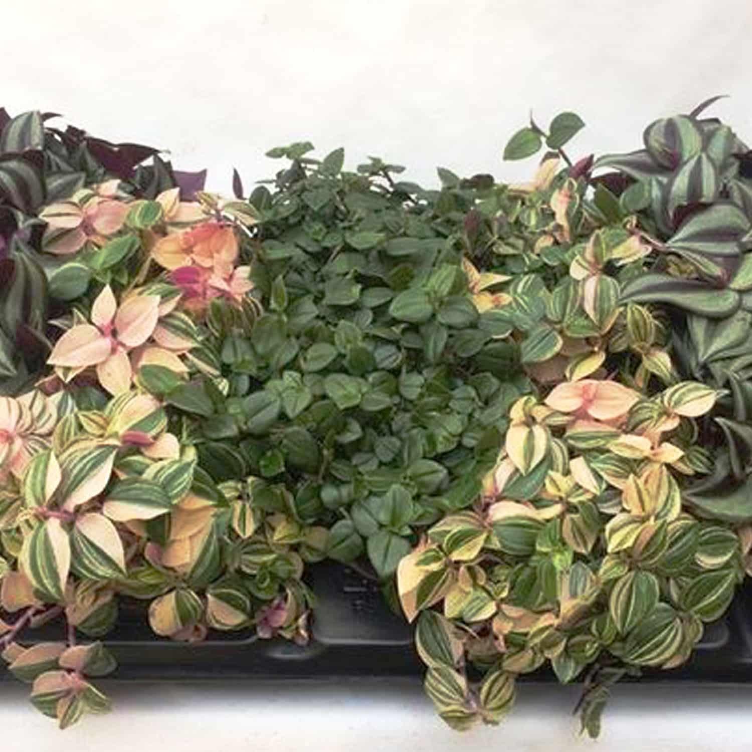 Tradescantia, Assorted - View 14 from www redcrocus com