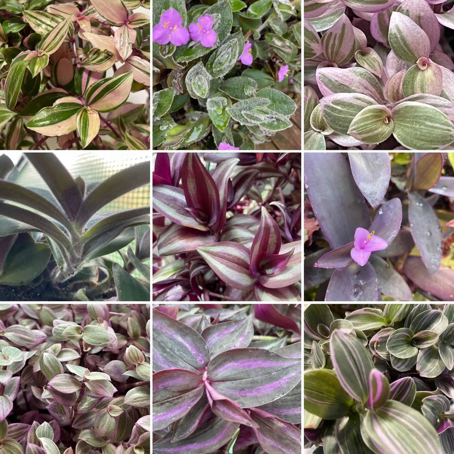 Tradescantia, Assorted - View 3 from www redcrocus com