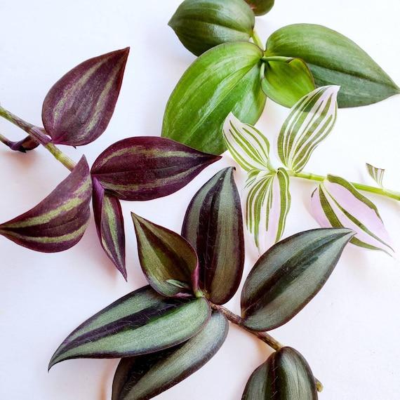 Tradescantia, Assorted - View 6 from www redcrocus com