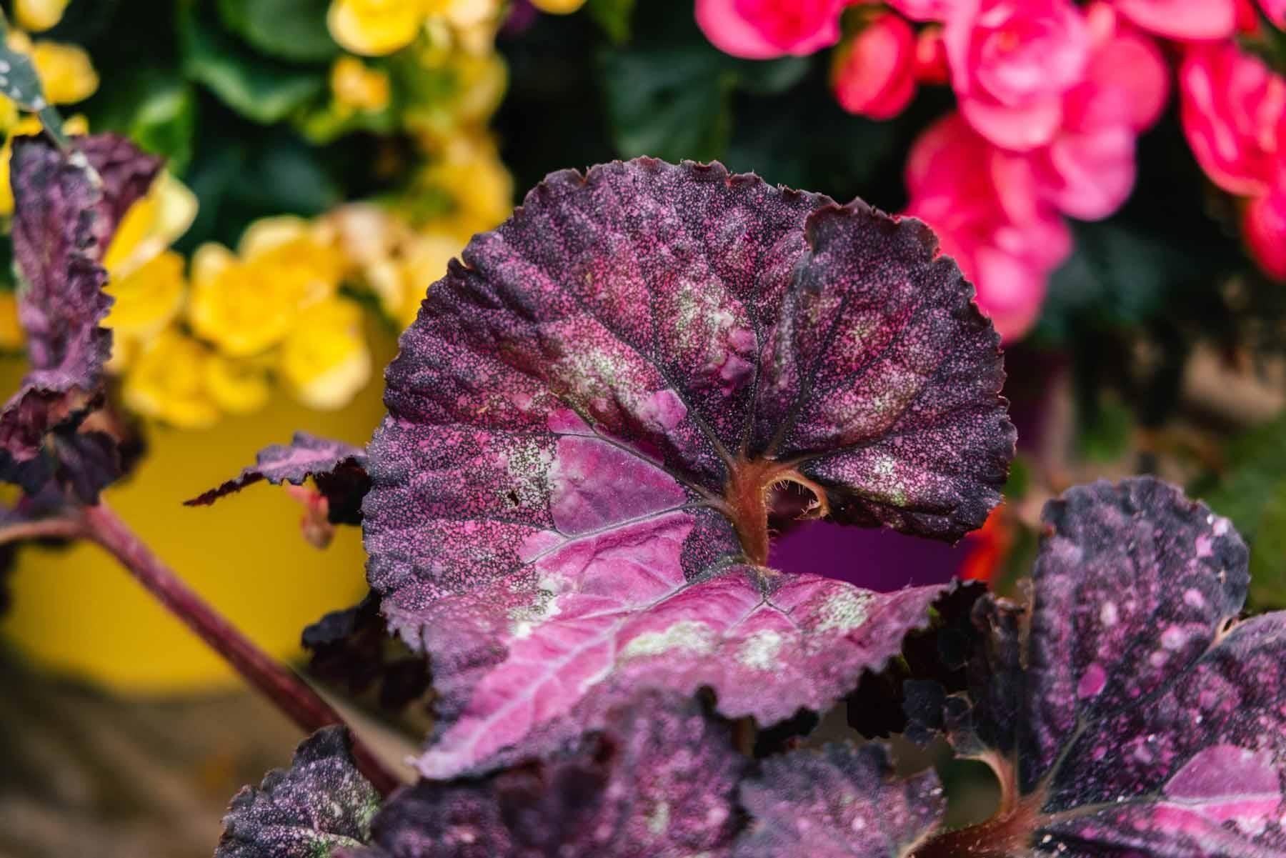 Rex Begonia Assorted - View 10 from www redcrocus com