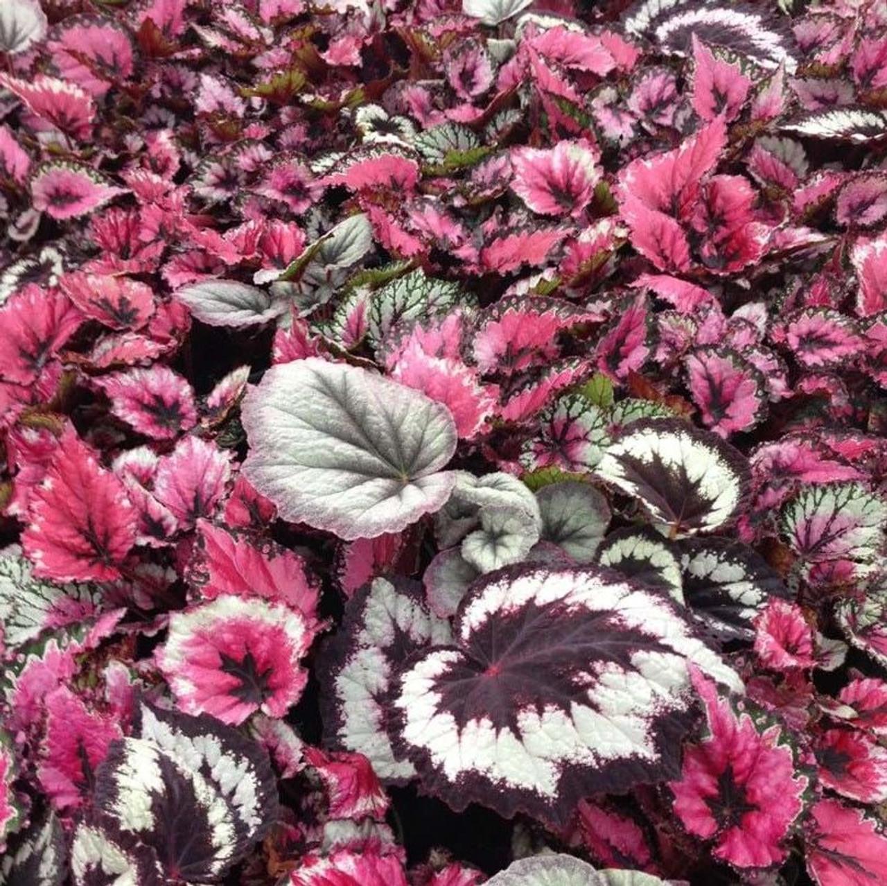 Rex Begonia Assorted - View 11 from www redcrocus com