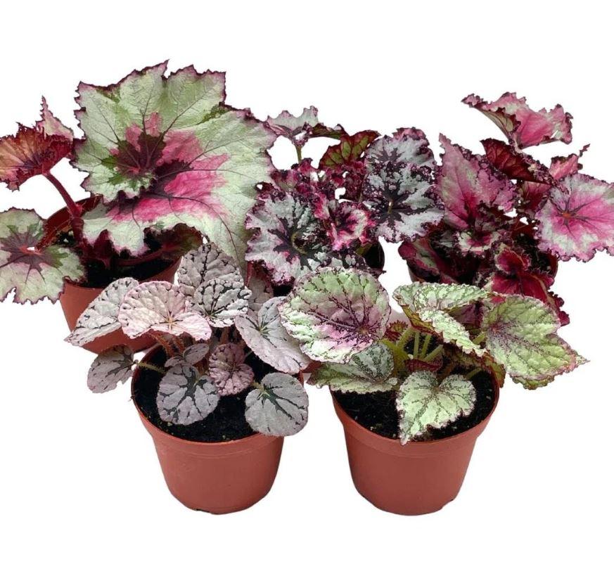 Rex Begonia Assorted - View 12 from www redcrocus com
