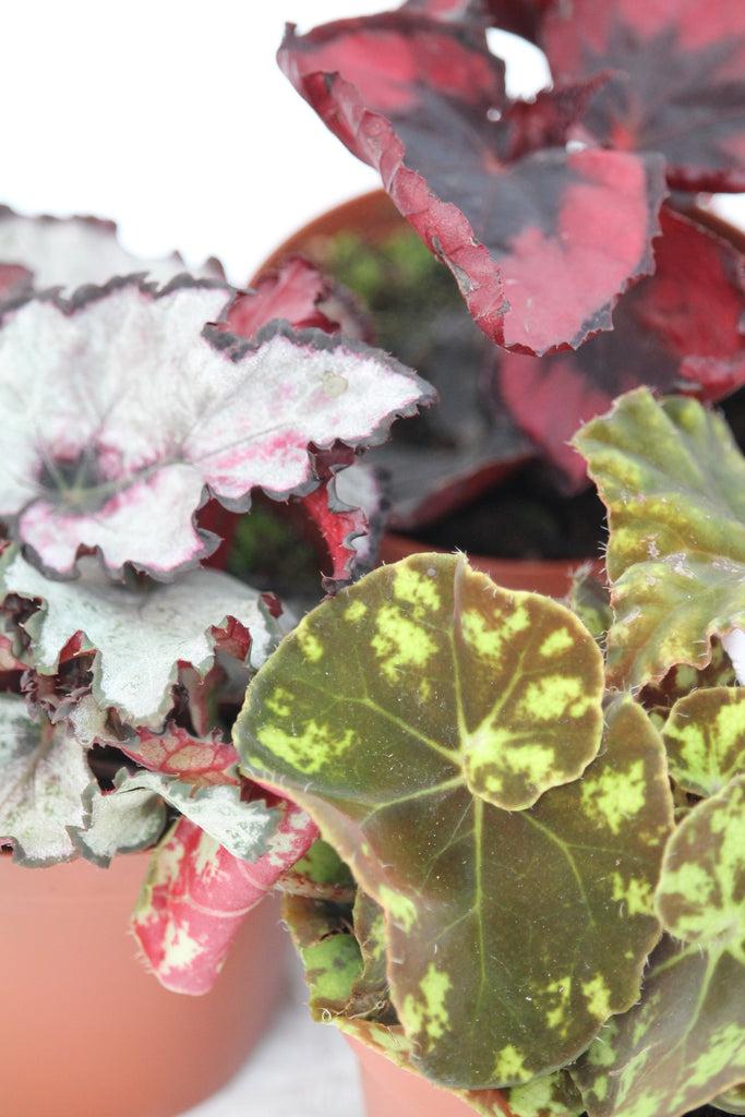 Rex Begonia Assorted - View 16 from www redcrocus com